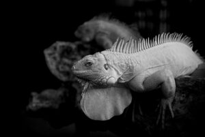 10G光とドコモ光の10ギガプランの違いは何ですか？