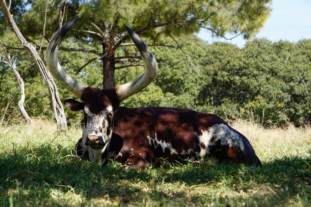 10G光のNATタイプオープンで快適なネット環境を実現する方法は？