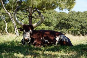 10G光のNATタイプオープンで快適なネット環境を実現する方法は？