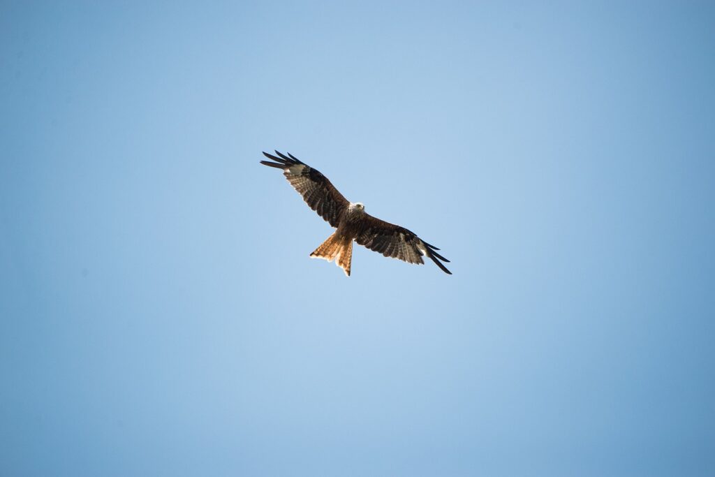 10G光を使ったTwitch配信の設定方法は？