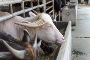 Buffaloゲーミングルーターの評判は本当に良いのか？