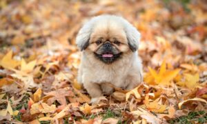 バッファブロートの基本から活用法まで知っておくべきことは？