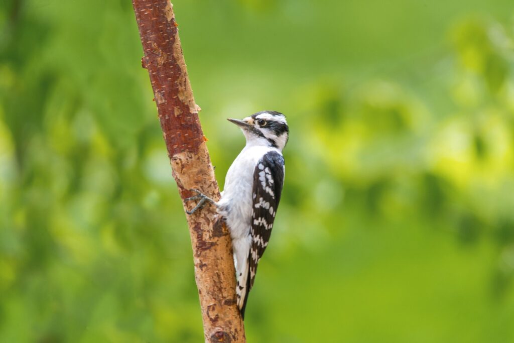 PS5のNATタイプ変更方法とその効果は？