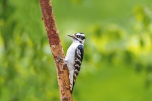 PS5のNATタイプ変更方法とその効果は？