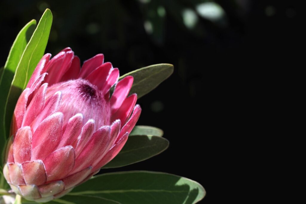 APEXの回線速度の目安はどれくらい？